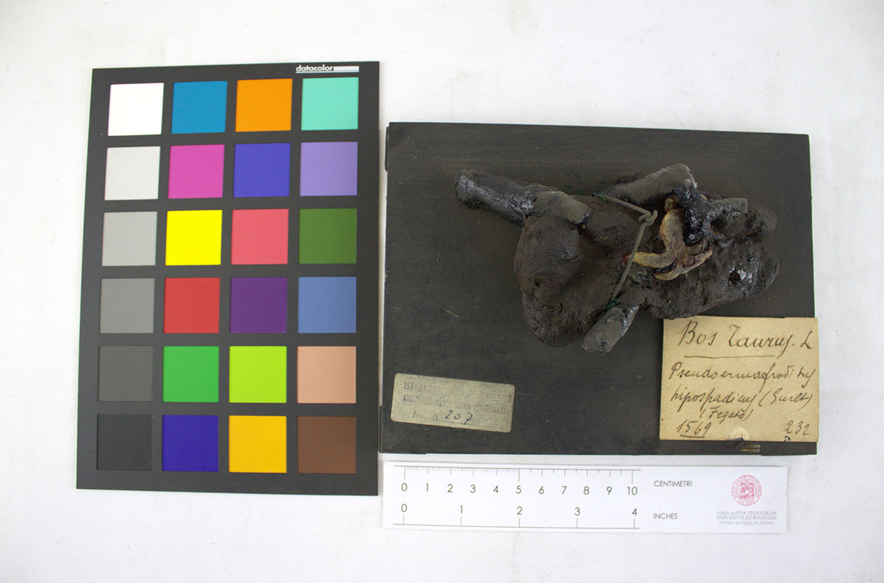 VERTEBRATI/MAMMIFERI/vitello (esemplare)