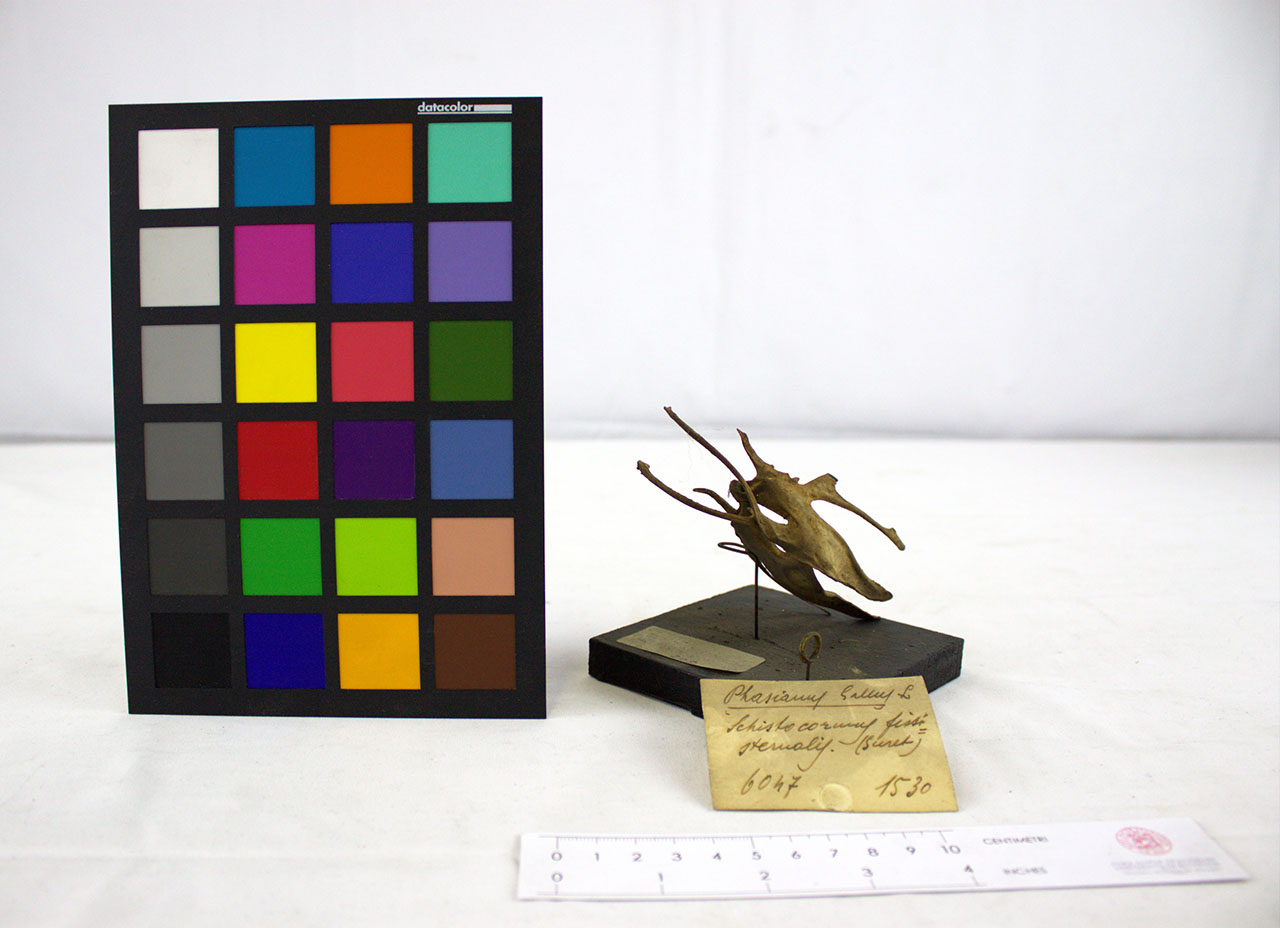 VERTEBRATI/AVES/gallina (esemplare)