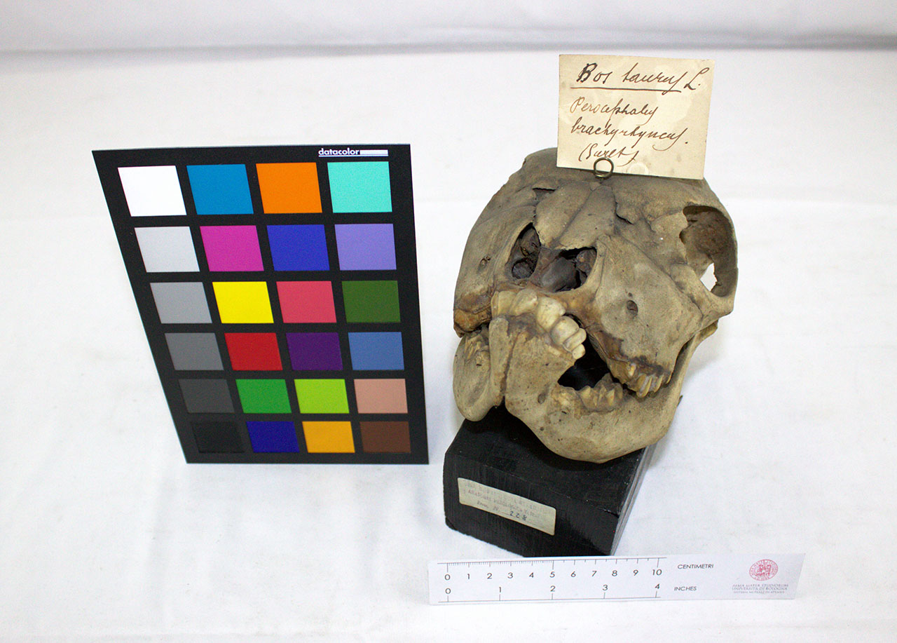 VERTEBRATI/ MAMMIFERI/ bovino (esemplare)