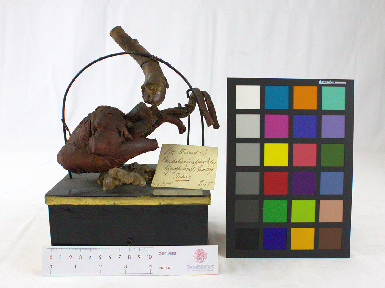 VERTEBRATI/MAMMIFERI/vitello (esemplare)