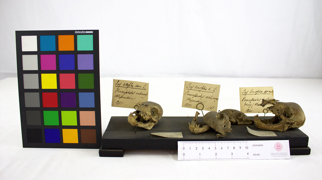 VERTEBRATI/MAMMIFERO/maiale (esemplare)