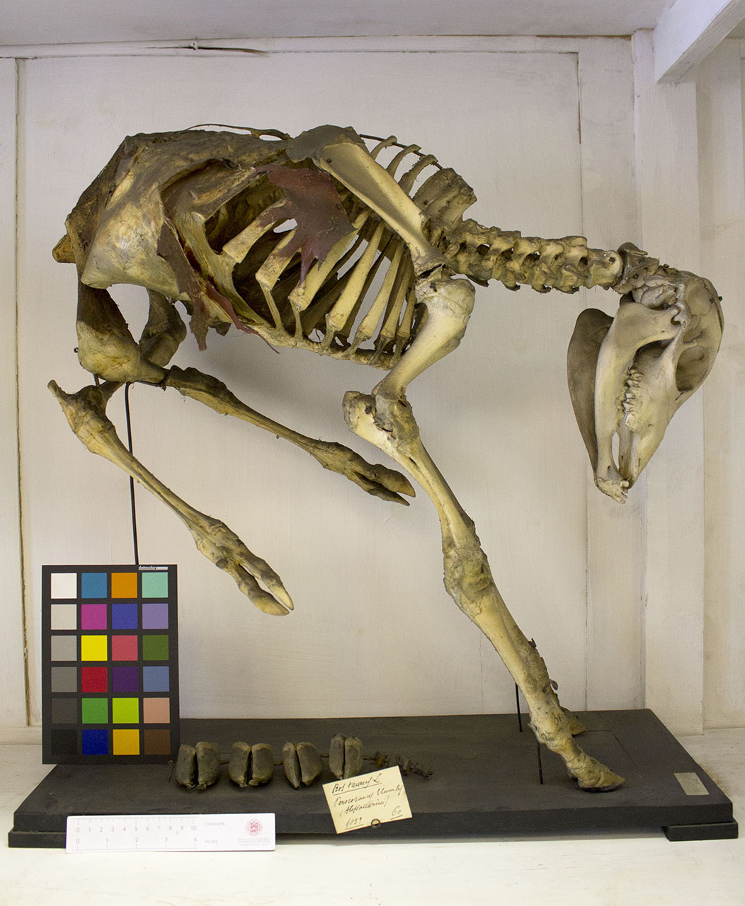 VERTEBRATI/MAMMIFERI/vitello (esemplare)