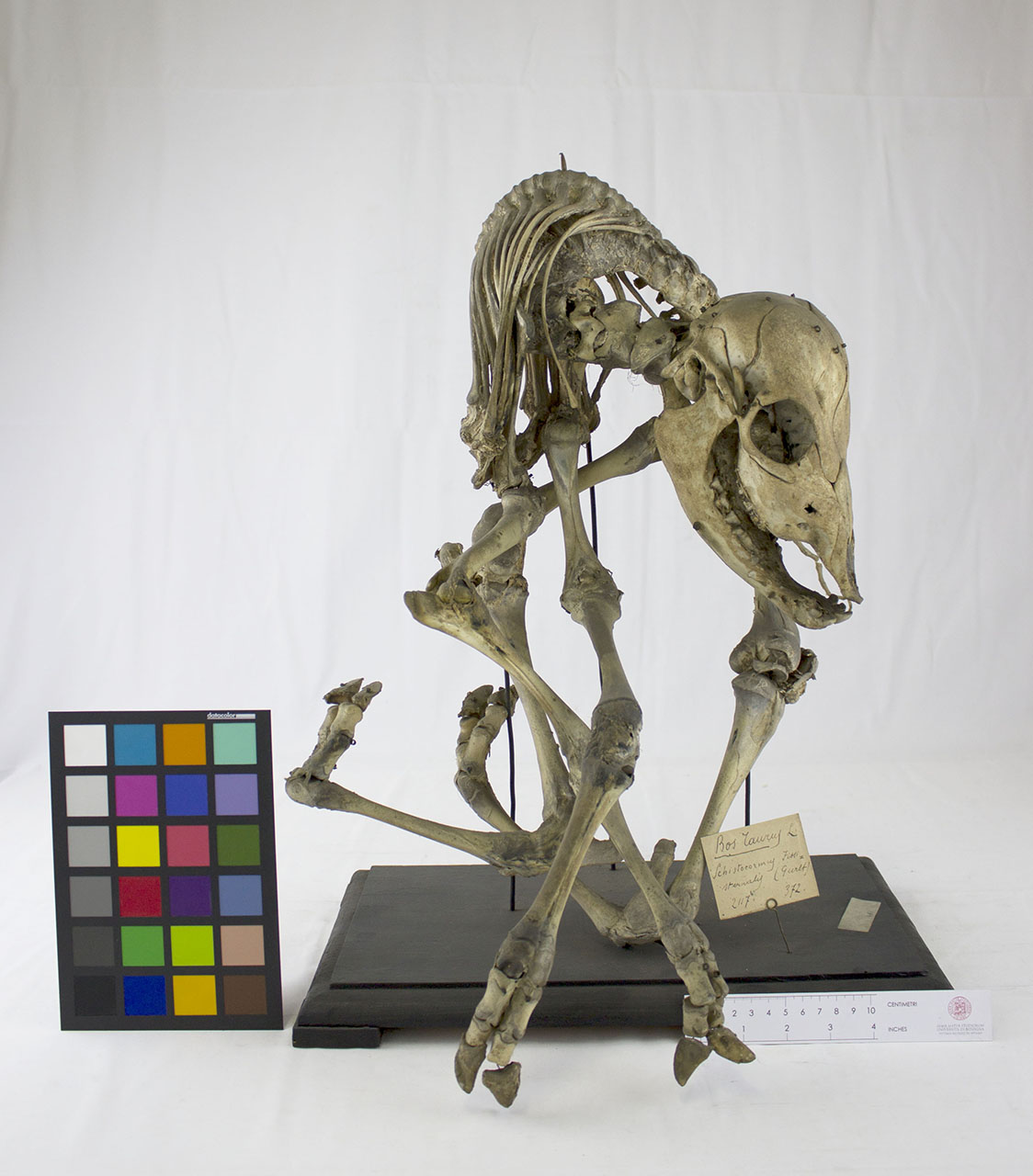 VERTEBRATI/MAMMIFERI/vitello (esemplare)