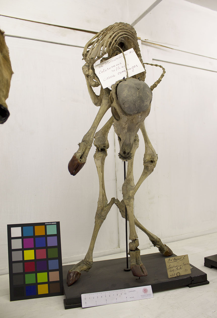 VERTEBRATI/MAMMIFERI/vitello (esemplare)