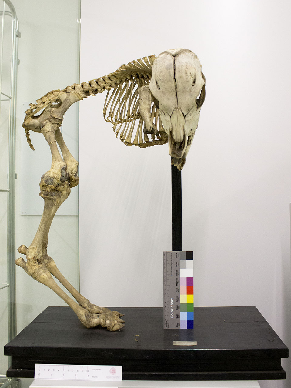 VERTEBRATI/MAMMIFERI/vitello (esemplare)