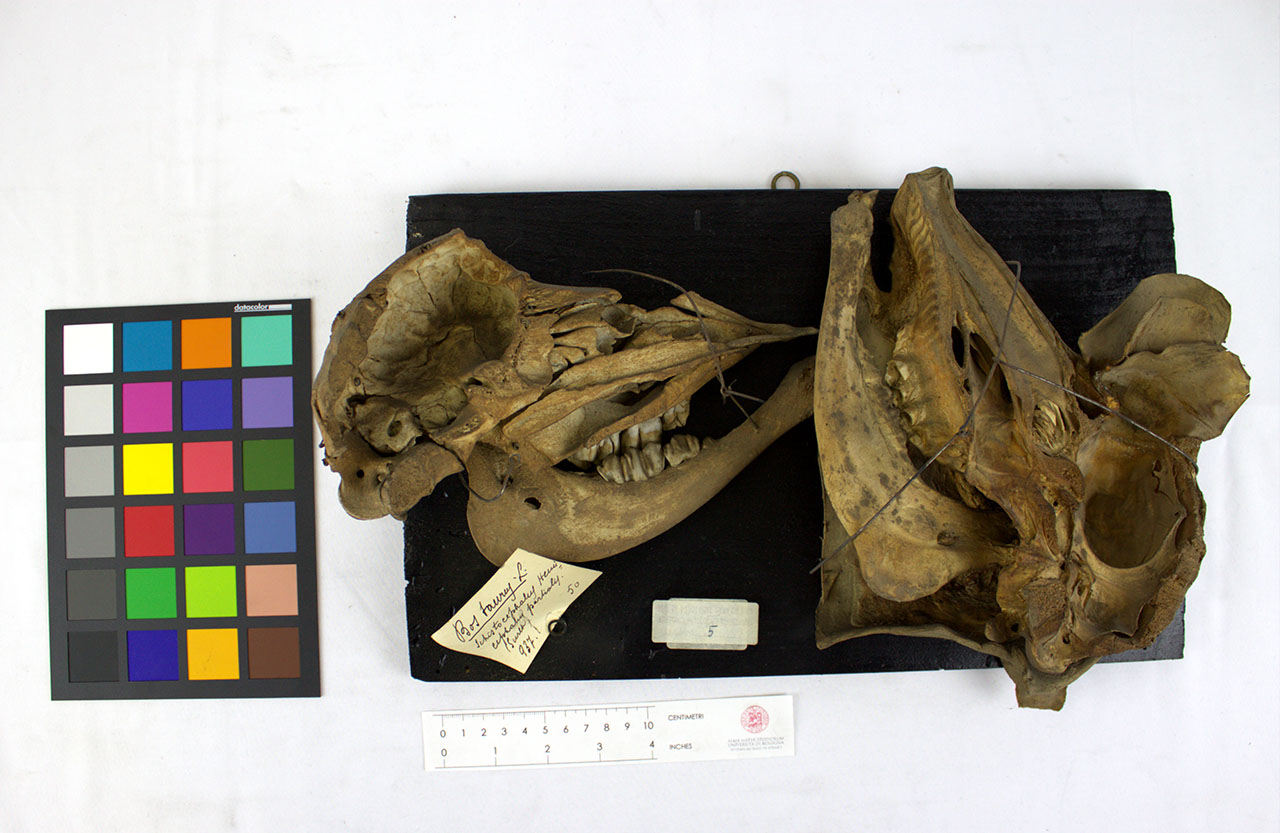 VERTEBRATI/ MAMMIFERI/ bovino (esemplare)