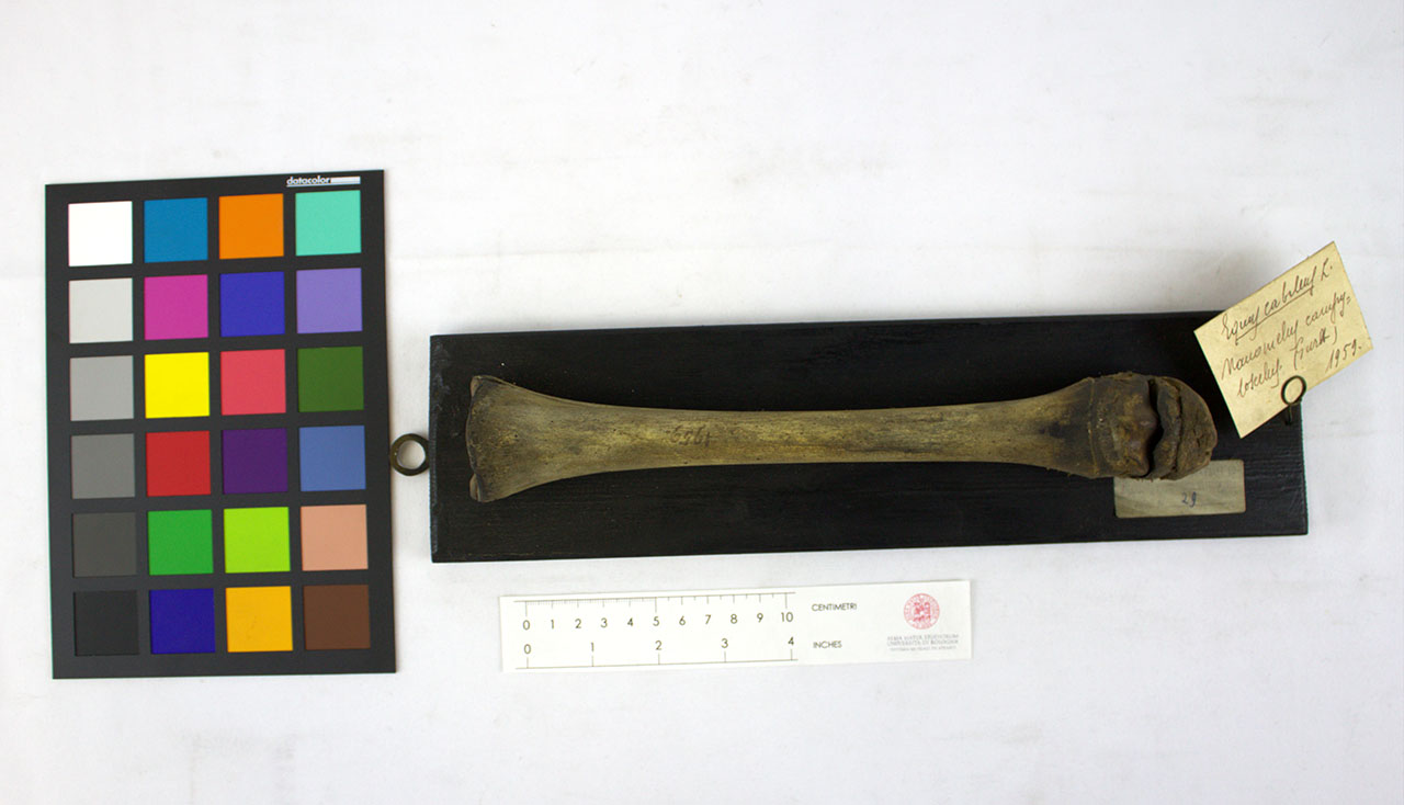 VERTEBRATI/ MAMMIFERI/ cavallo (esemplare)