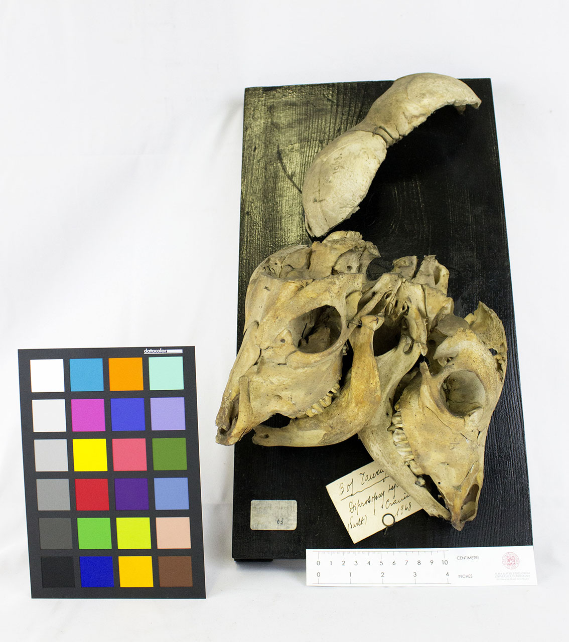 VERTEBRATI/MAMMIFERI/vitello (esemplare)