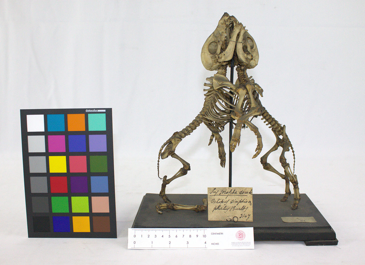 VERTEBRATI/MAMMIFERO/maiale (esemplare)