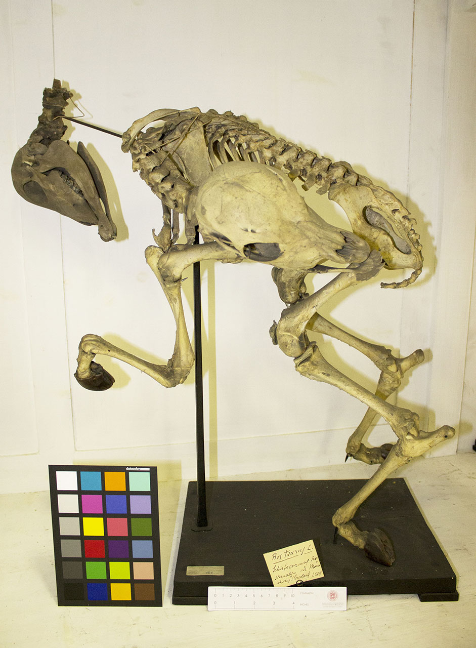 VERTEBRATI/MAMMIFERI/vitello (esemplare)