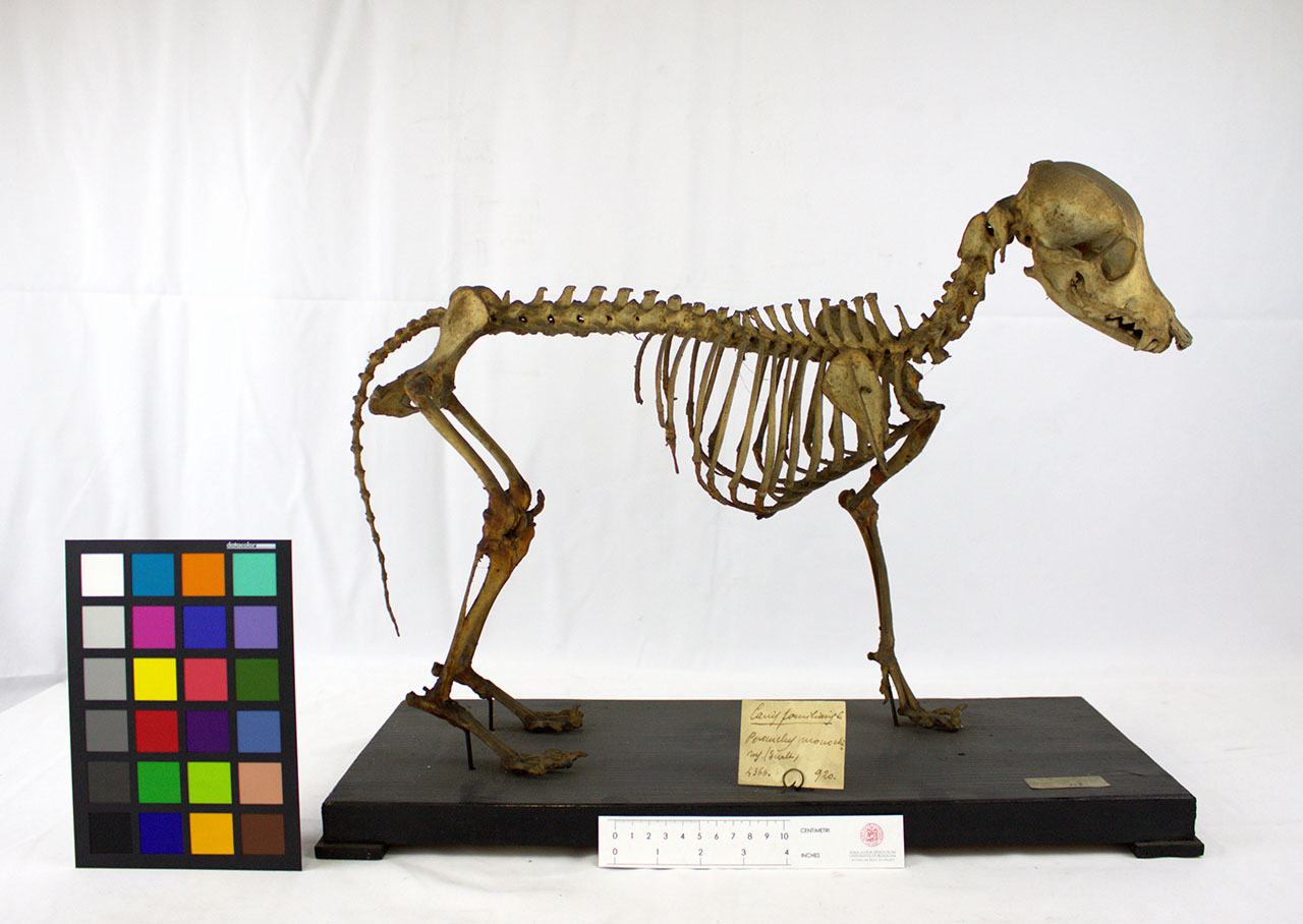VERTEBRATI/MAMMIFERI/cane (esemplare)