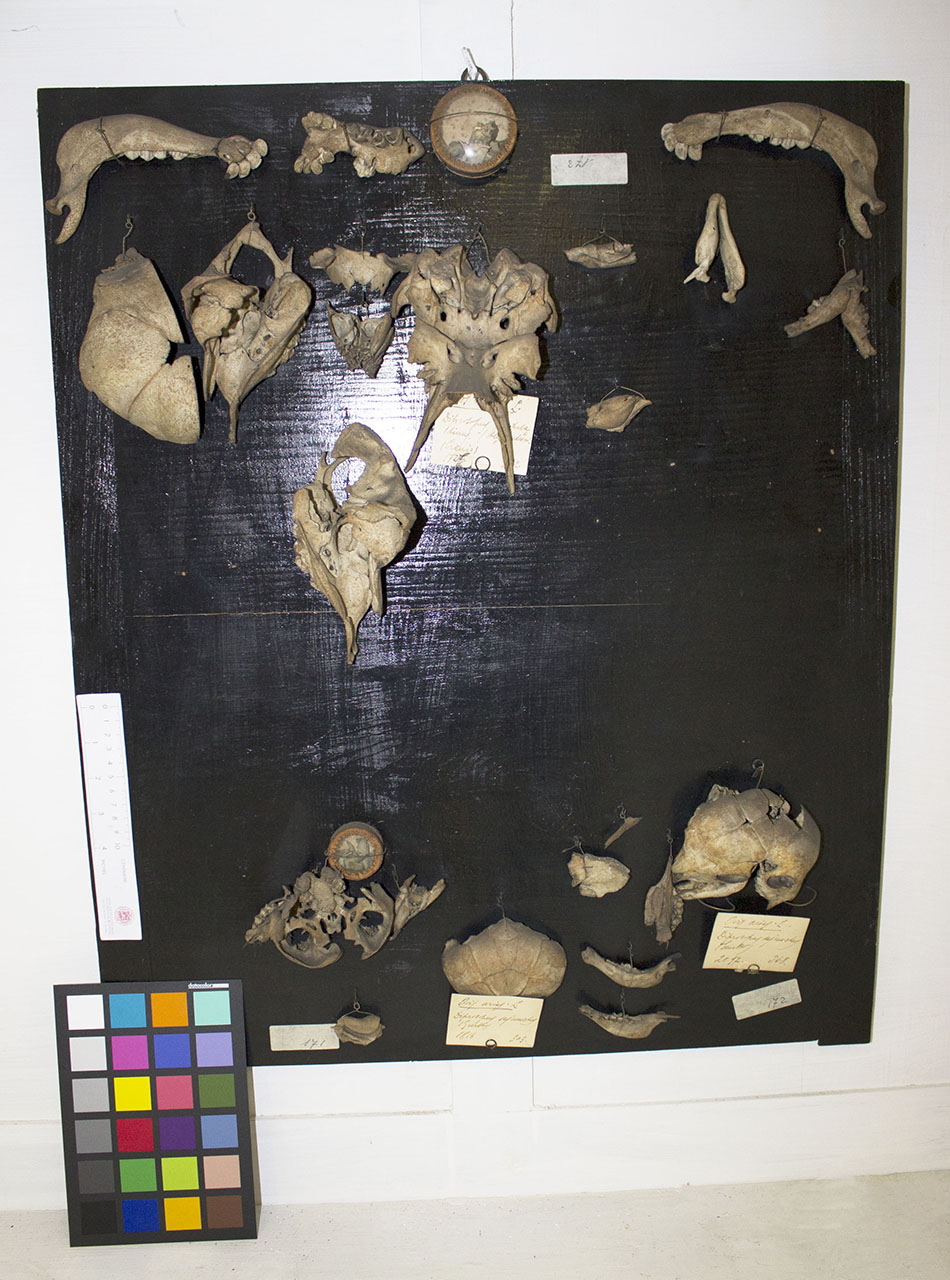 VERTEBRATI/MAMMIFERI/agnello (esemplare)