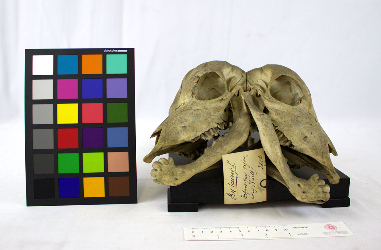 VERTEBRATI/ MAMMIFERI/ bovino (esemplare)