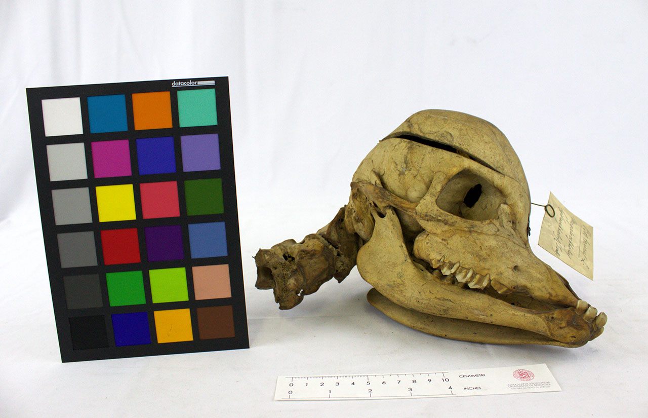 VERTEBRATI/ MAMMIFERI/ bovino (esemplare)