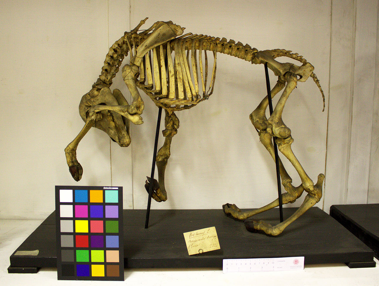 VERTEBRATI/MAMMIFERI/vitello (esemplare)