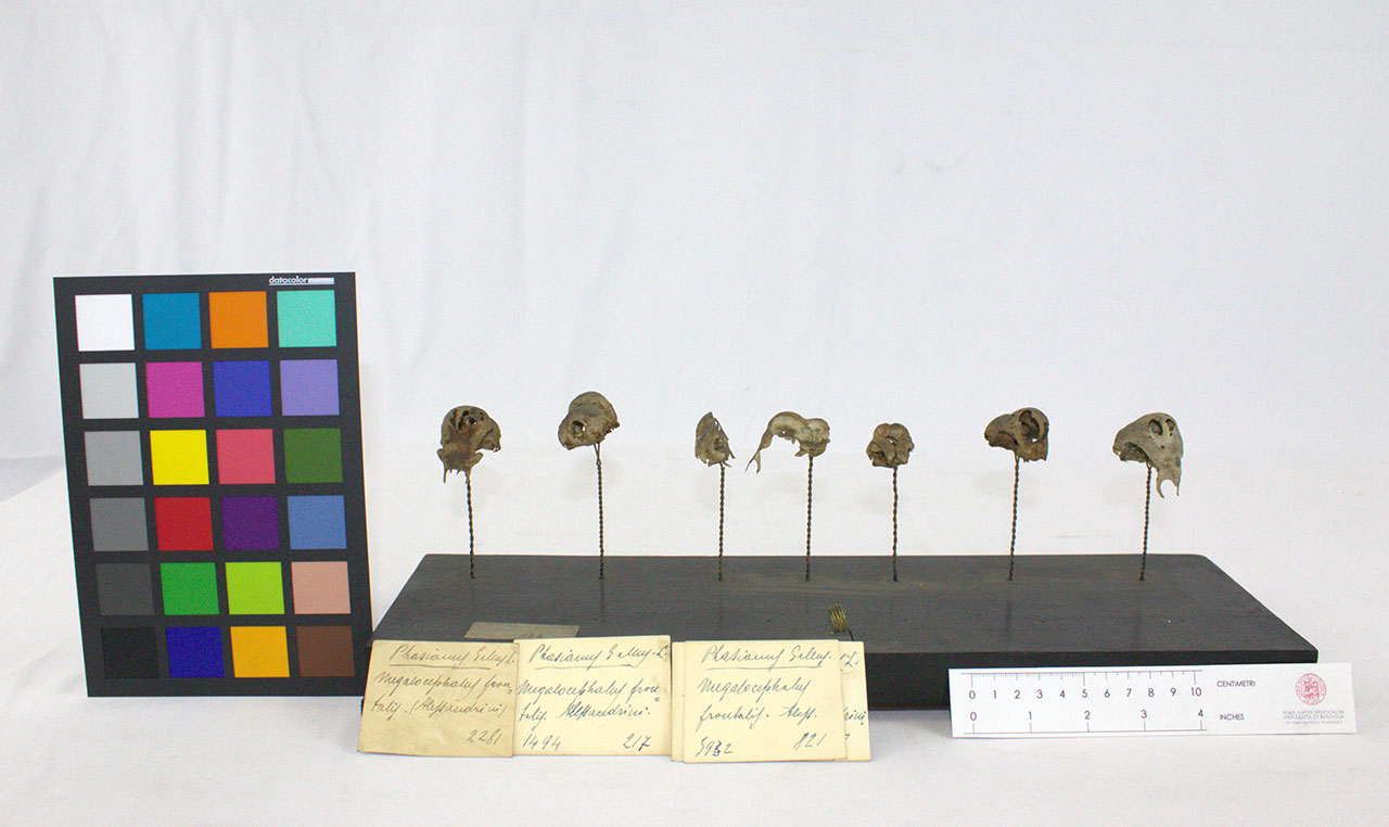 VERTEBRATI/AVES/gallina (esemplare)