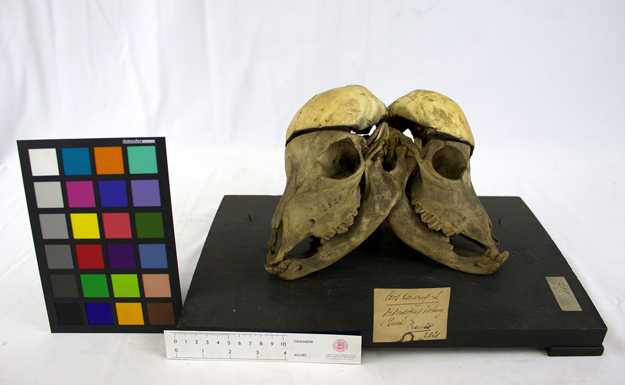 VERTEBRATI/ MAMMIFERI/ bovino (esemplare)