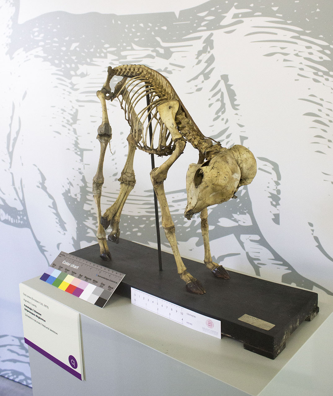 VERTEBRATI/MAMMIFERI/agnello (esemplare)