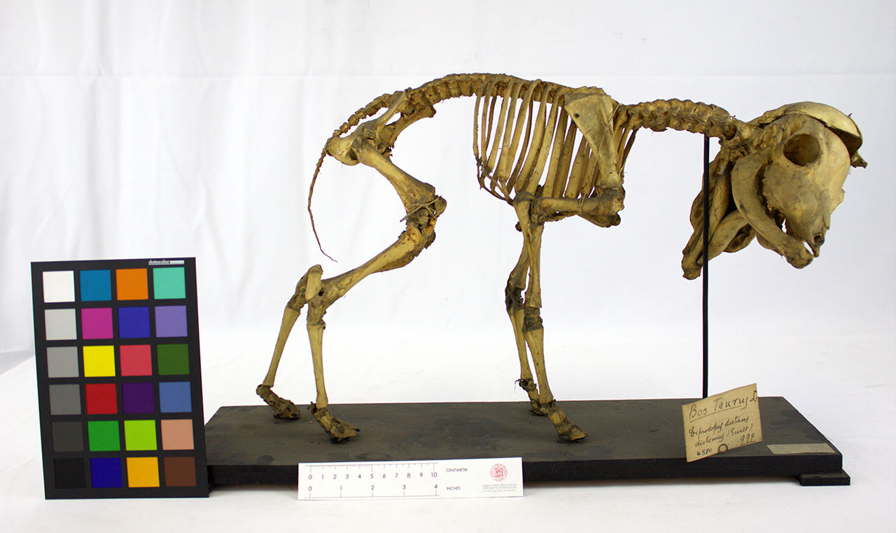VERTEBRATI/ MAMMIFERI/ bovino (esemplare)