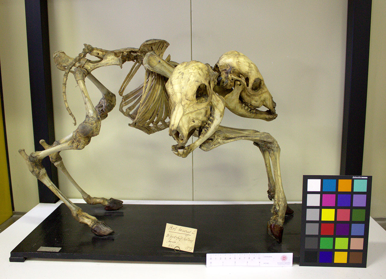 VERTEBRATI/ MAMMIFERI/ bovino (esemplare)