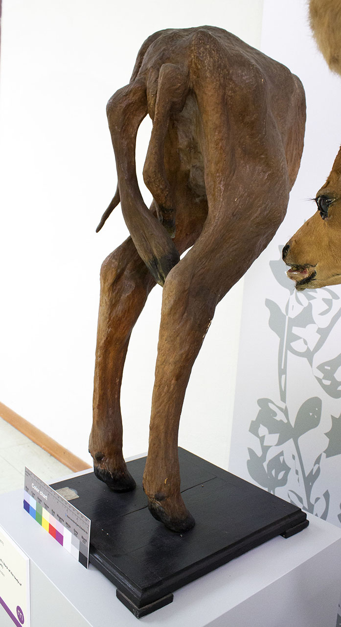 VERTEBRATI/ MAMMIFERI/ bovino (esemplare)