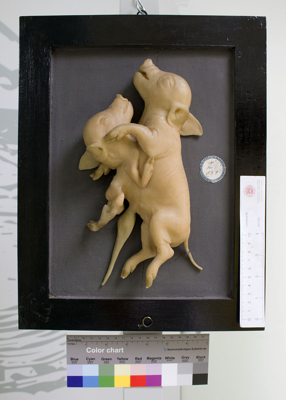 VERTEBRATI/MAMMIFERO/maiale (esemplare)