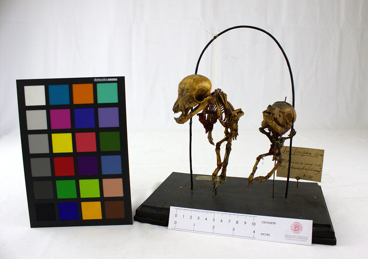 VERTEBRATI/MAMMIFERO/maiale (esemplare)