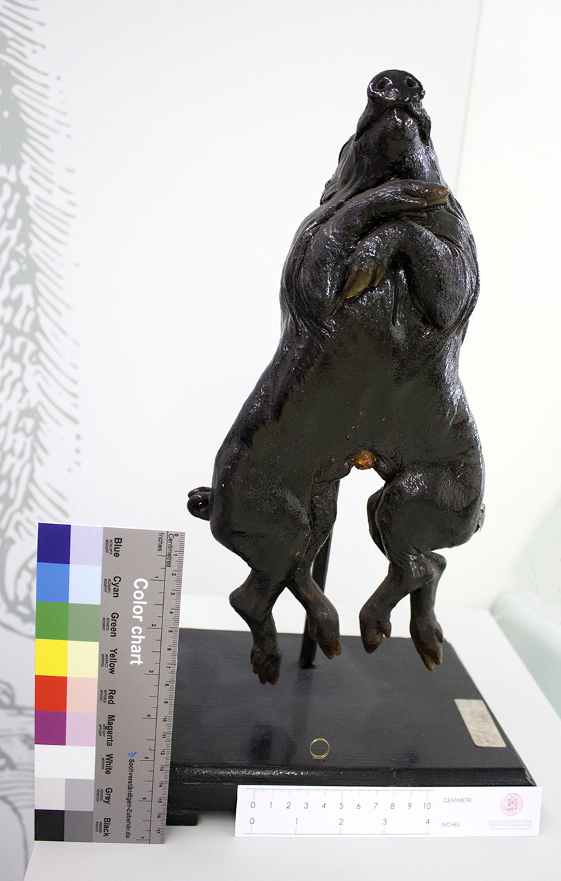 VERTEBRATI/MAMMIFERO/maiale (esemplare)