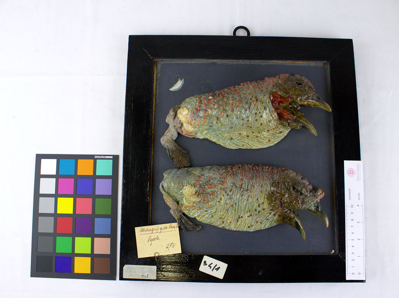 VERTEBRATI/AVES/tacchino (esemplare)