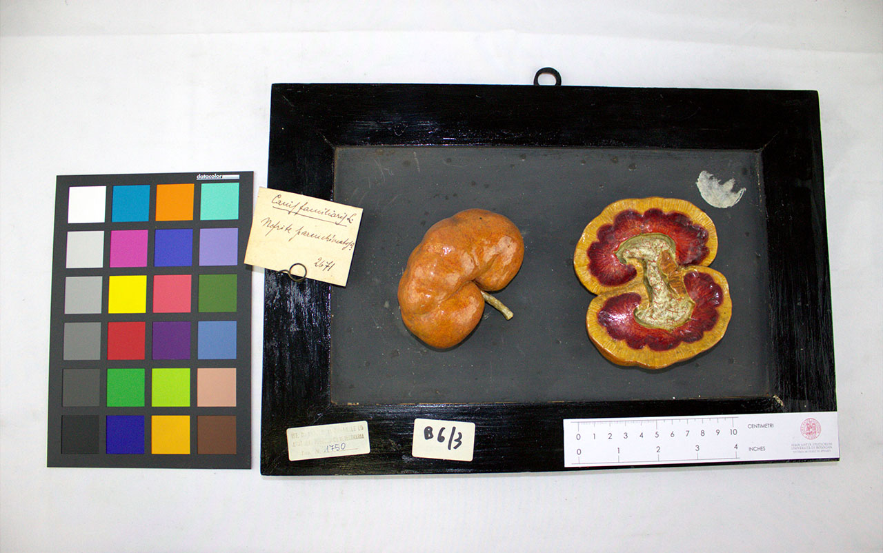 VERTEBRATI/MAMMIFERI/cane (esemplare)