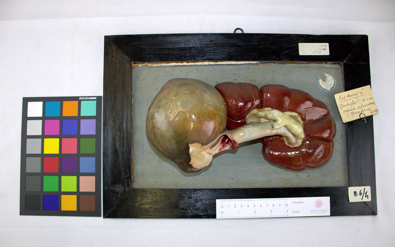 VERTEBRATI/ MAMMIFERI/ bue (esemplare)