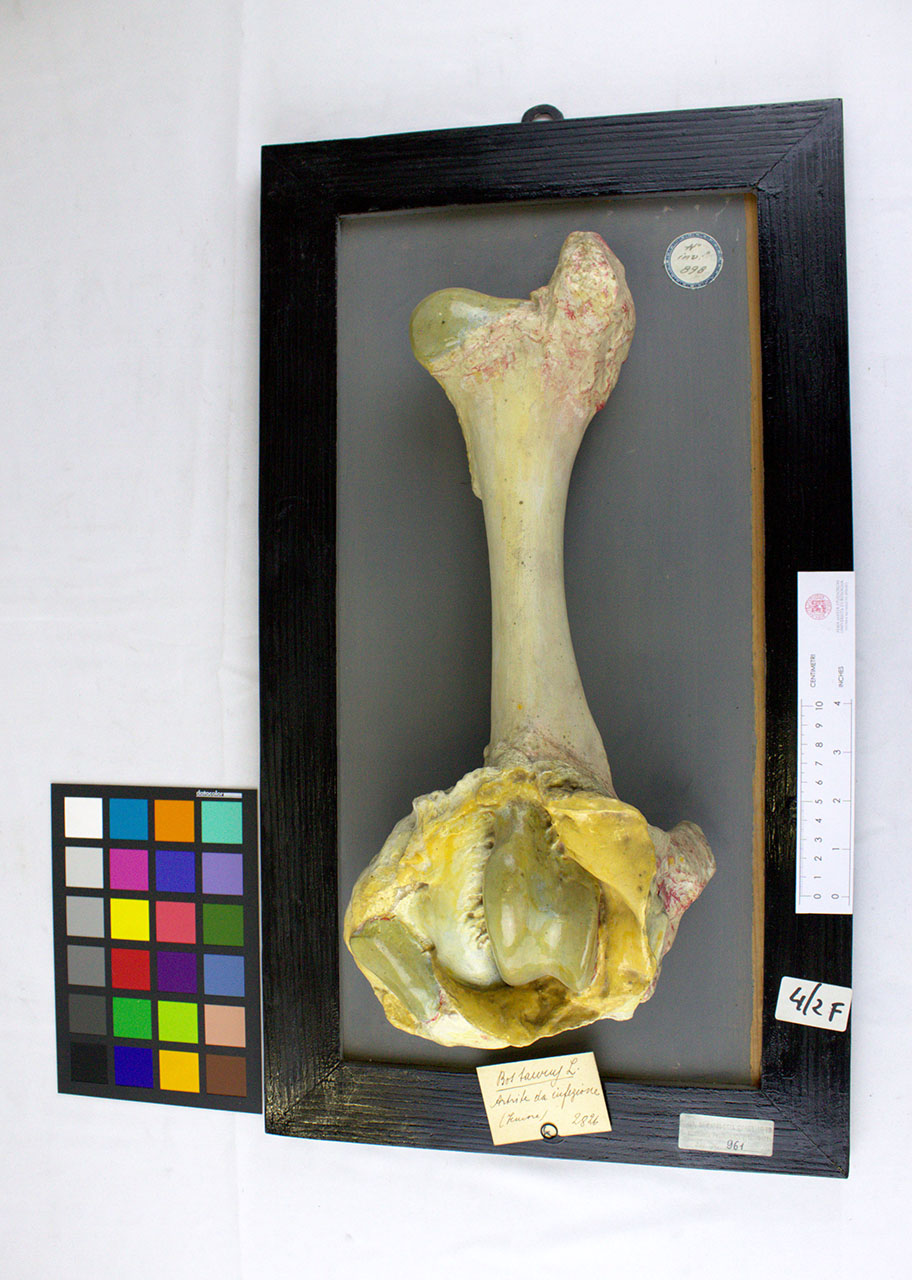 VERTEBRATI/MAMMIFERI/bue (esemplare)