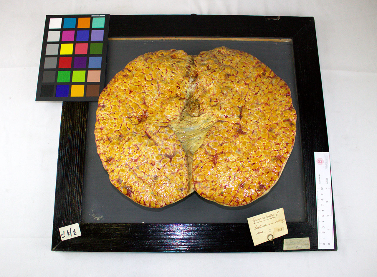 VERTEBRATI/ MAMMIFERI/ cavallo (esemplare)