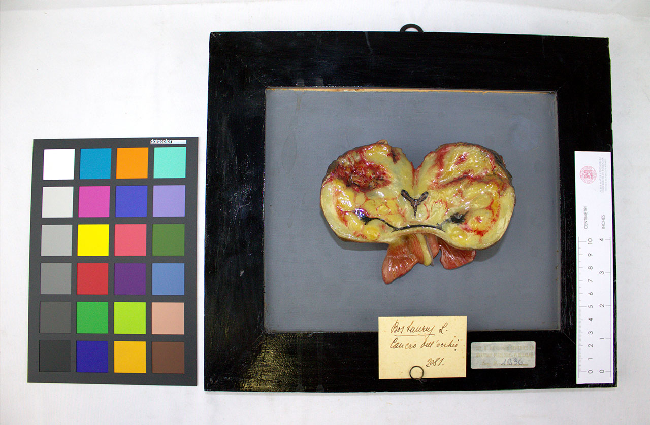 VERTEBRATI/MAMMIFERI/bue (esemplare)