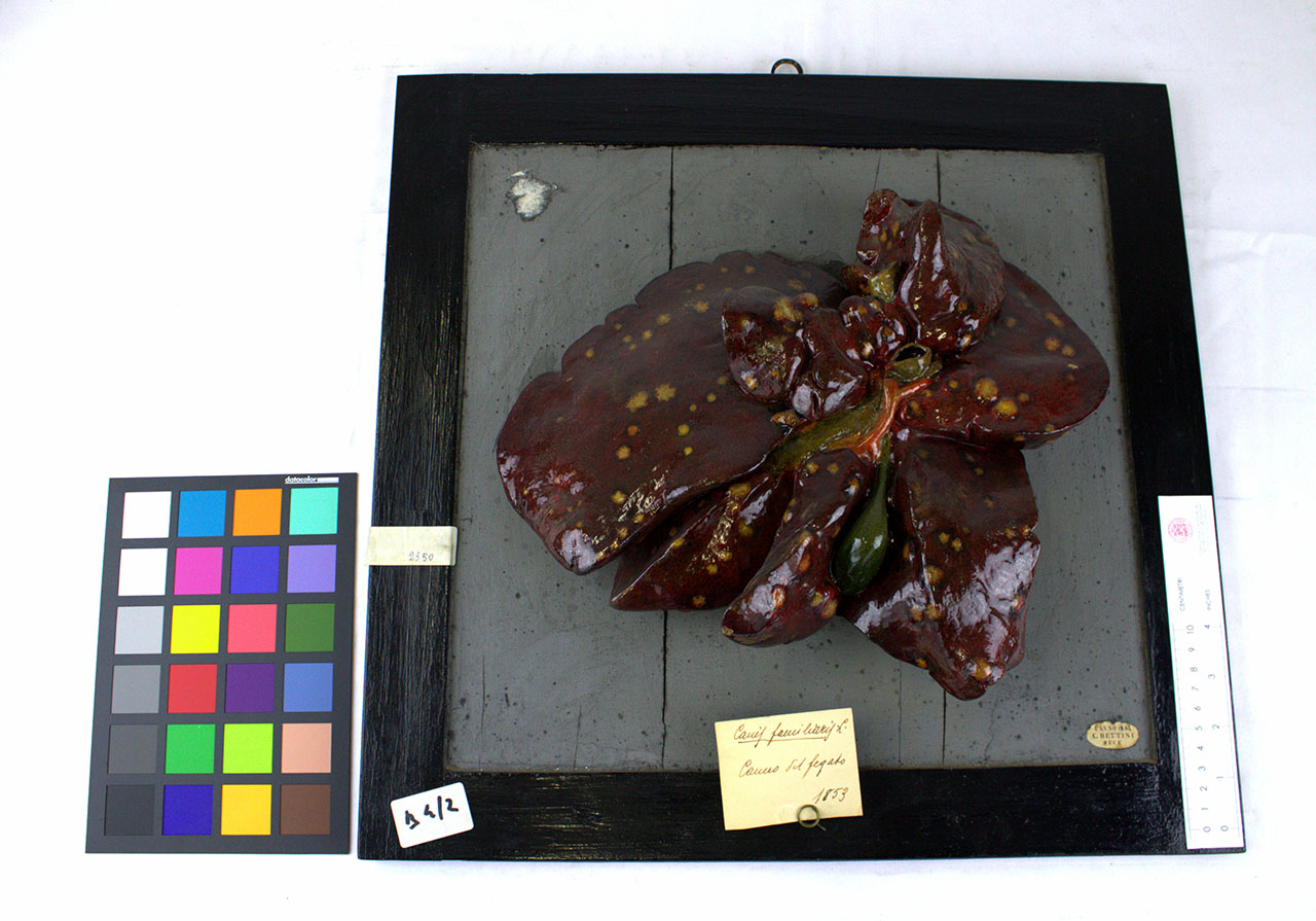 VERTEBRATI/MAMMIFERI/cane (esemplare)