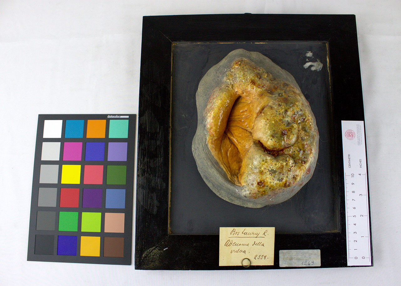 VERTEBRATI/ MAMMIFERI/ vacca (esemplare)