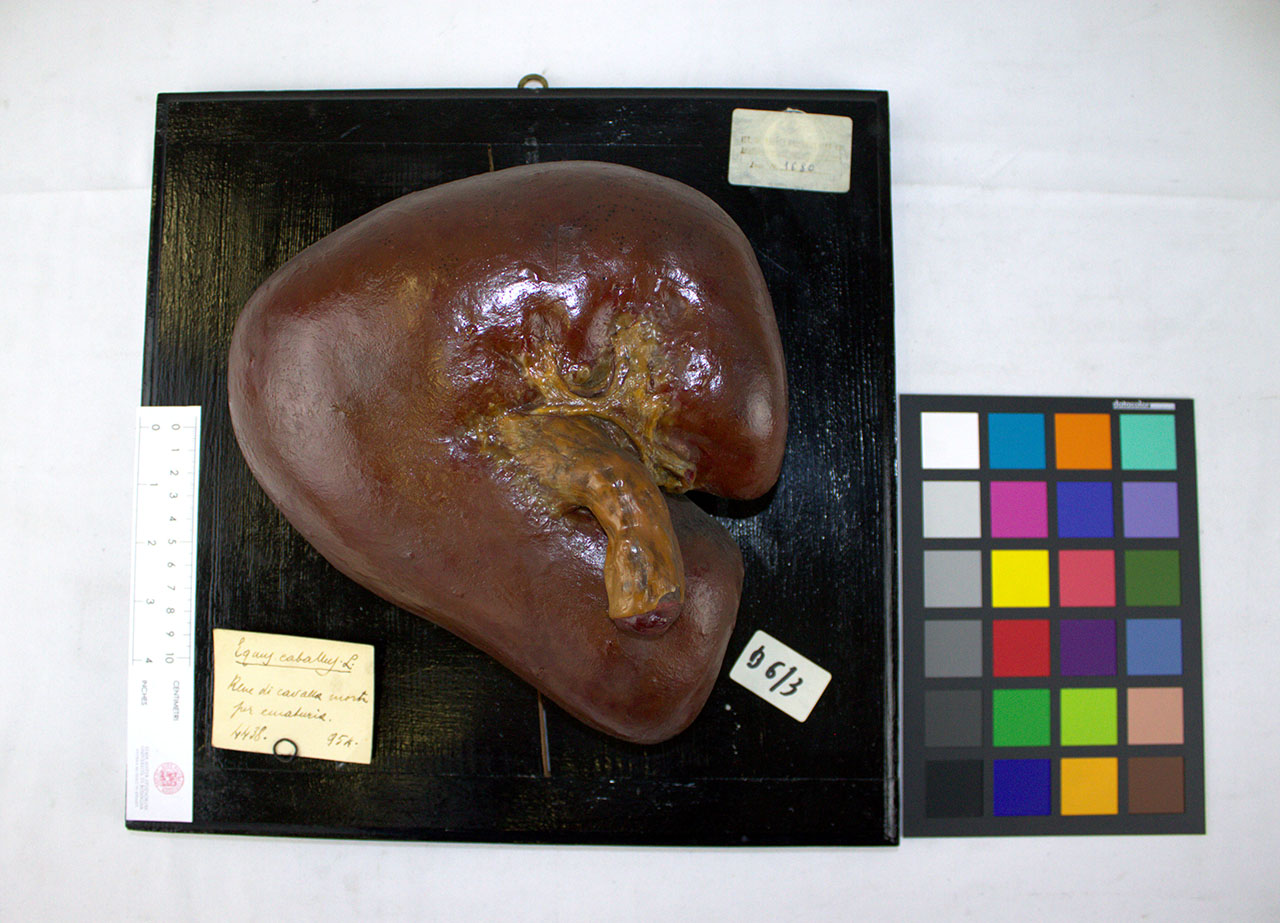 VERTEBRATI/ MAMMIFERI/ cavallo (esemplare)