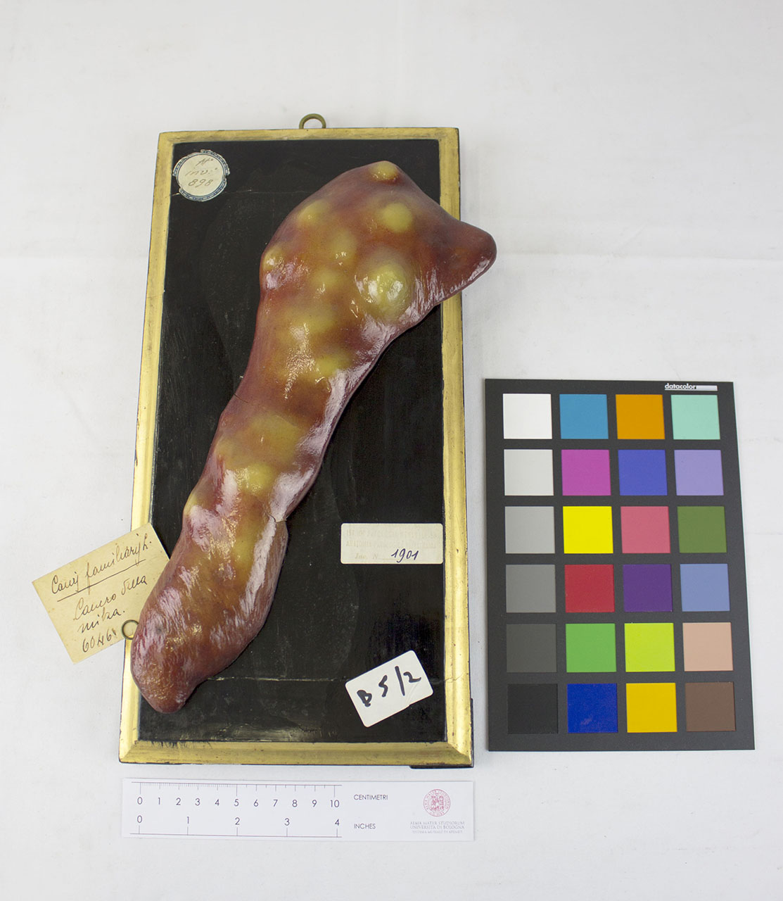 VERTEBRATI/MAMMIFERI/cane (esemplare)