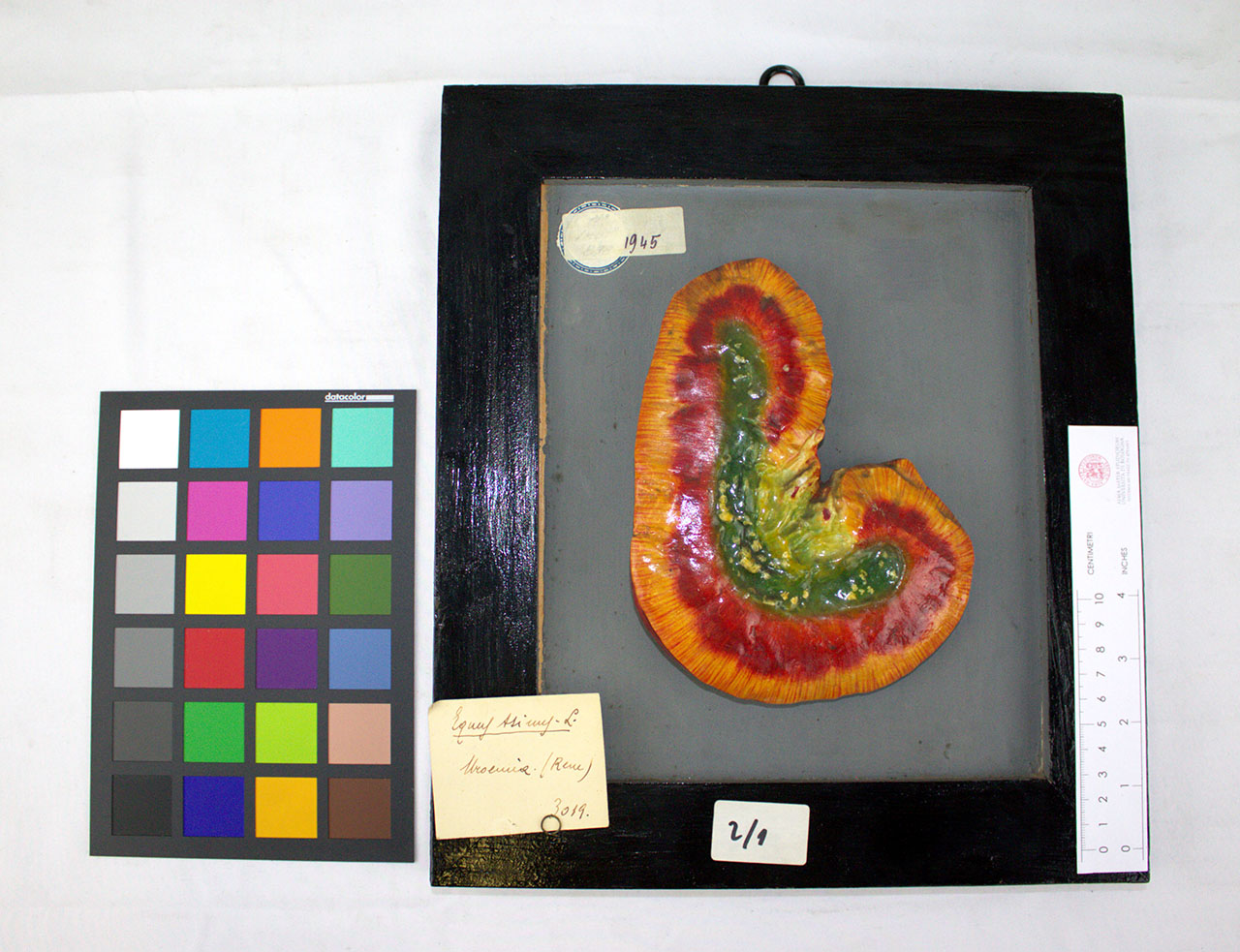 VERTEBRATI/ MAMMIFERI/ asino (esemplare)