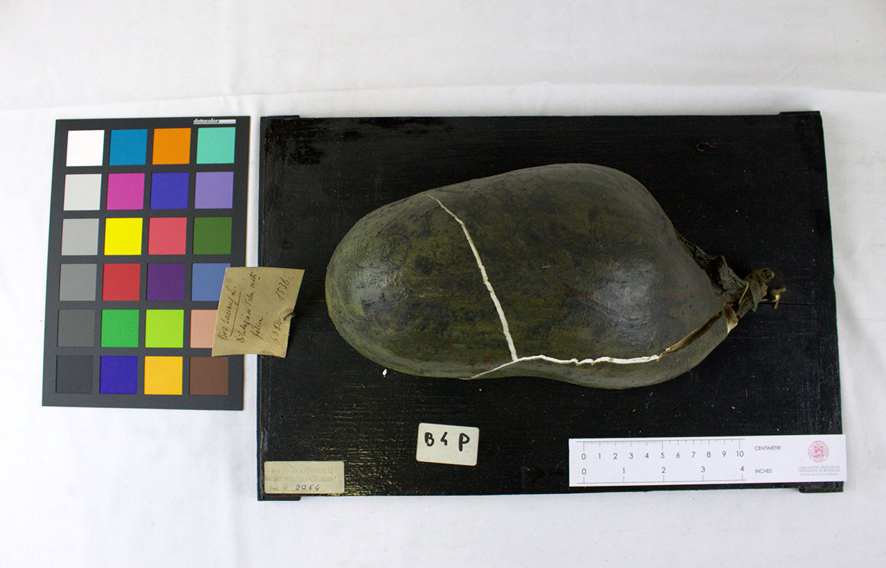 VERTEBRATI/ MAMMIFERI/ bovino (esemplare)