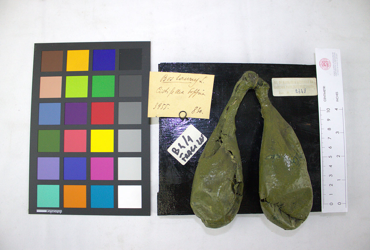 VERTEBRATI/ MAMMIFERI/ vacca (esemplare)