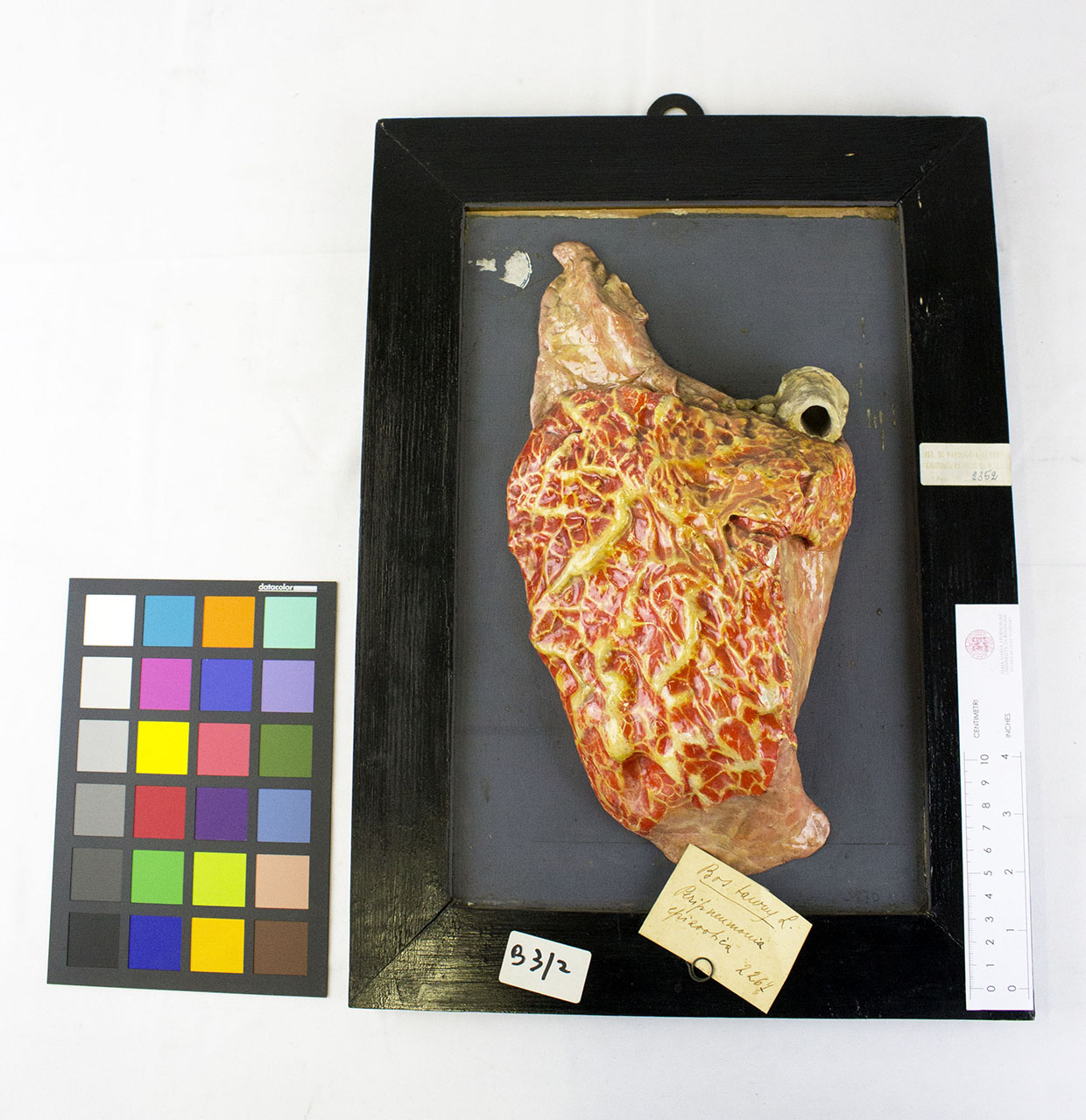 VERTEBRATI/MAMMIFERI/bue (esemplare)