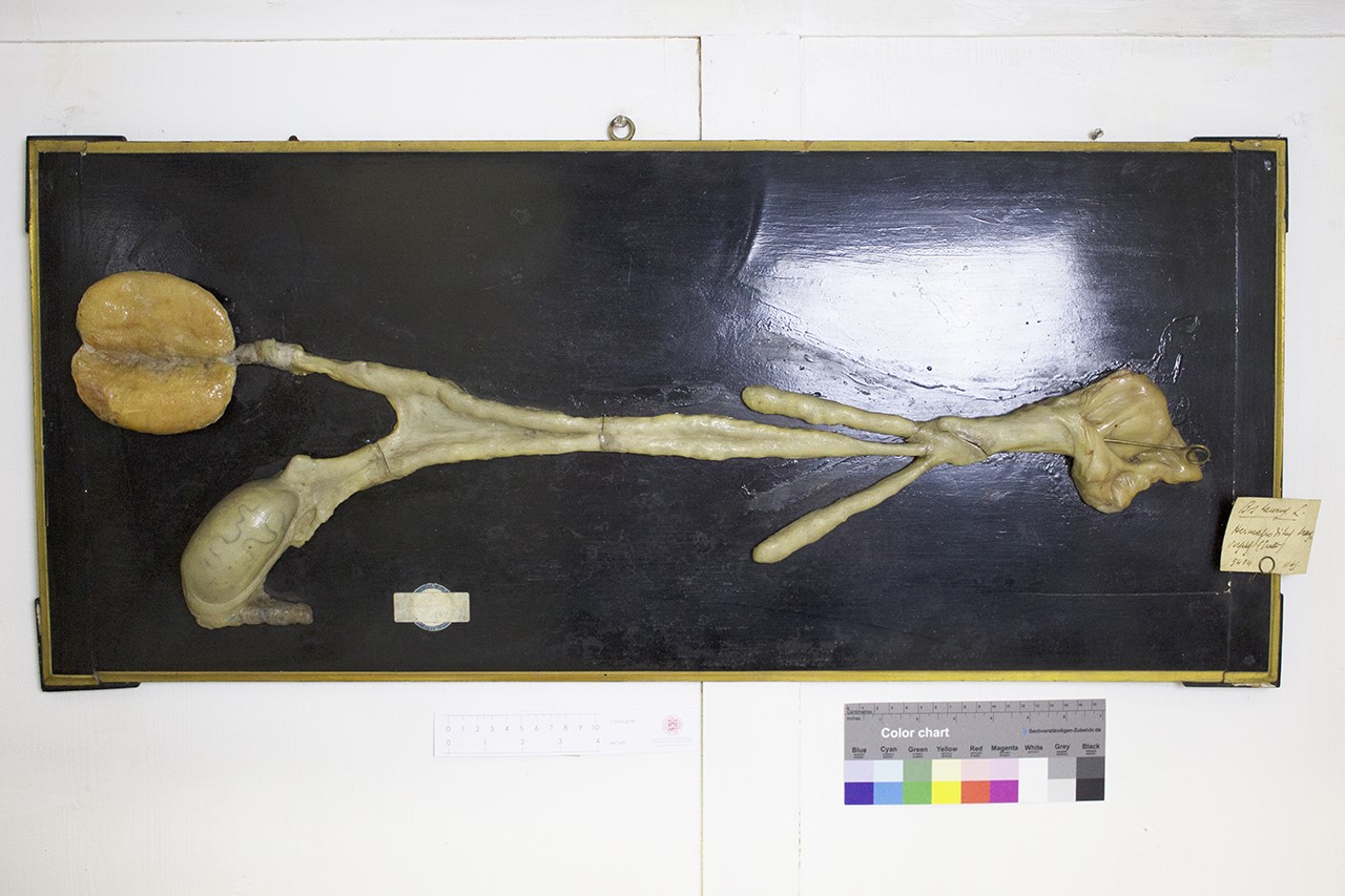 VERTEBRATI/ MAMMIFERI/ bovino (esemplare)