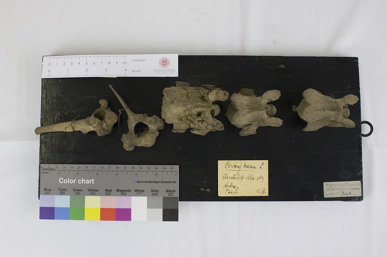 VERTEBRATI/MAMMIFERI/daino (esemplare)