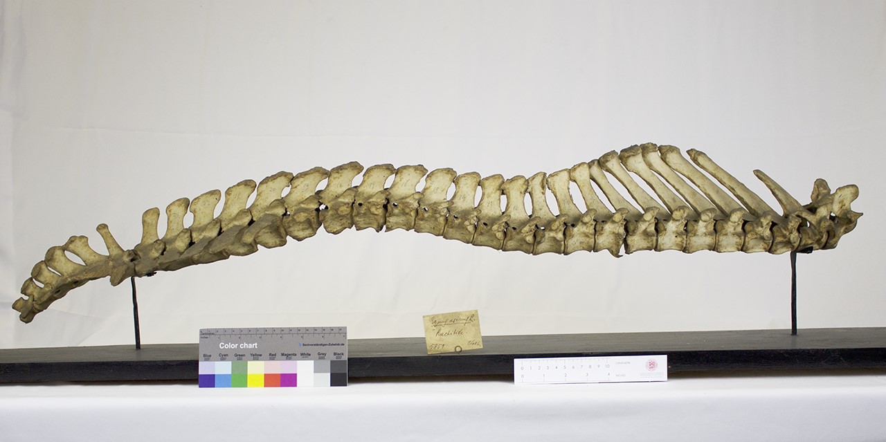 VERTEBRATI/ MAMMIFERI/ asino (esemplare)