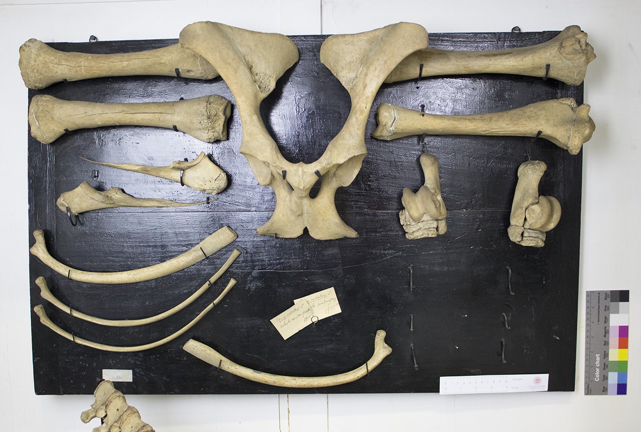 VERTEBRATI/ MAMMIFERI/ cavallo (esemplare)