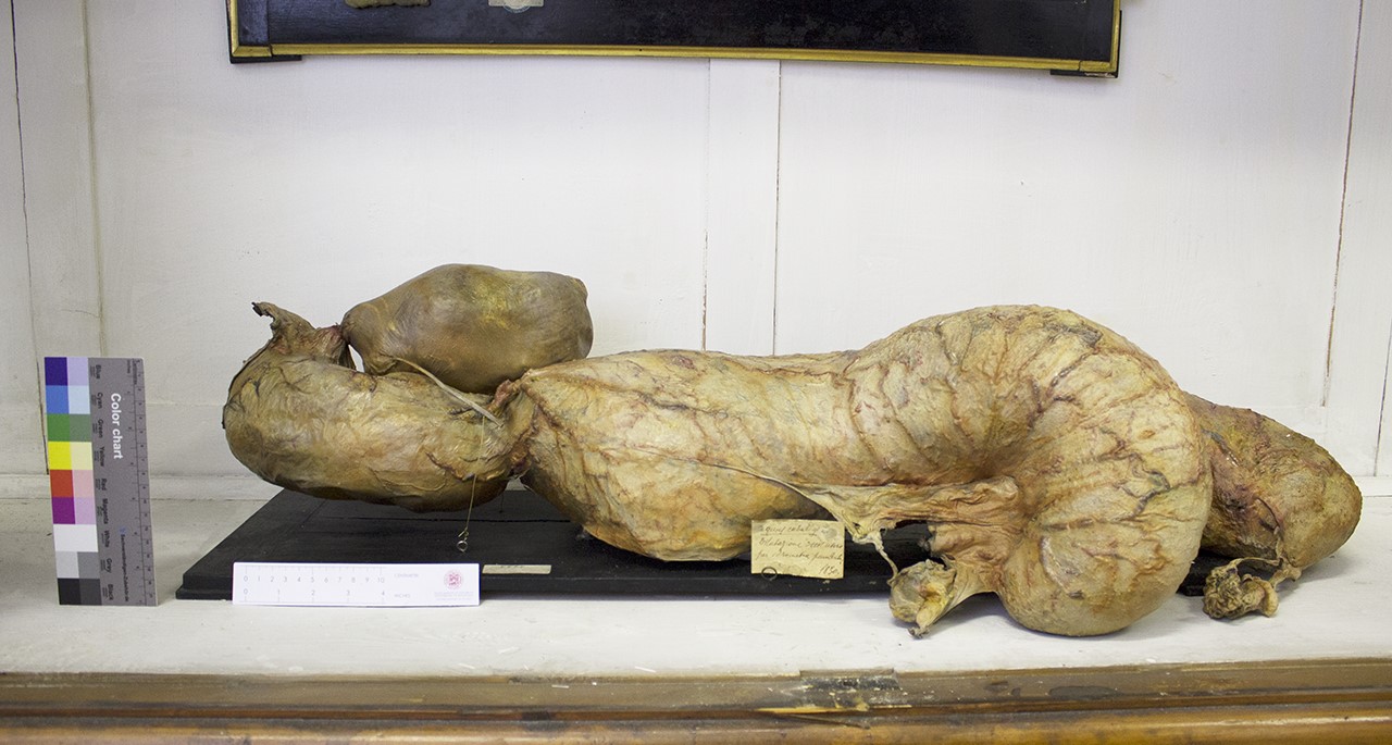 VERTEBRATI/ MAMMIFERI/ cavallo (esemplare)