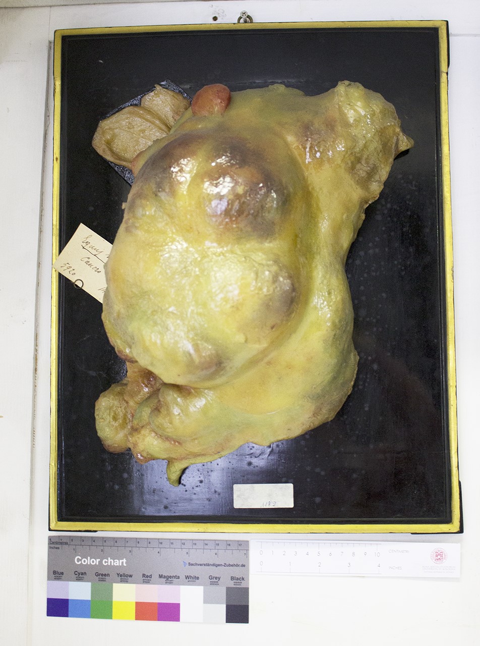 VERTEBRATI/ MAMMIFERI/ mulo (esemplare)