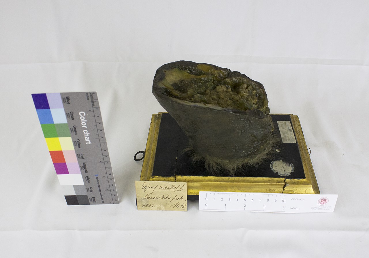 VERTEBRATI/ MAMMIFERI/ cavallo (esemplare)