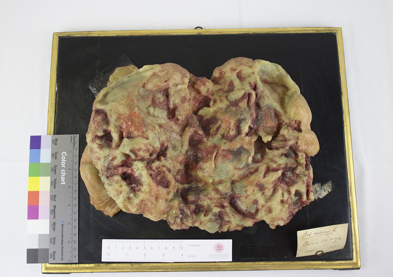 VERTEBRATI/ MAMMIFERI/ vacca (esemplare)